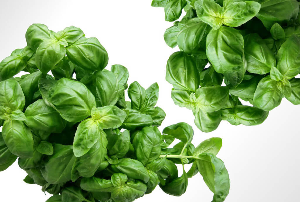 learn-about-different-species-of-basil-to-infuse-with-your-water